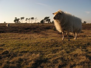 Apelscha sheep