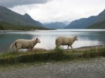 "Gjendesheim Sheep"