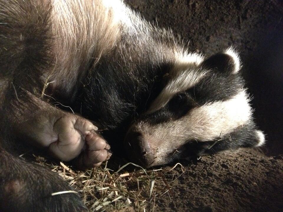 Badger from The Burrowers