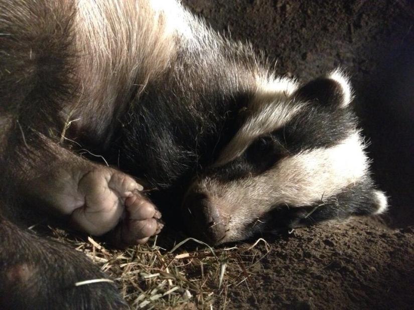 Badger from The Burrowers