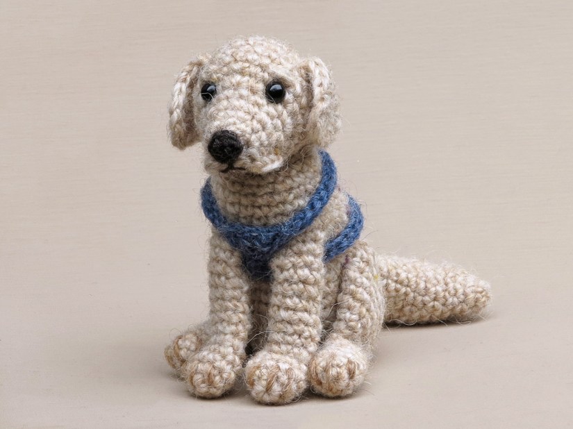 Golden Boy, realistic golden retriever pattern